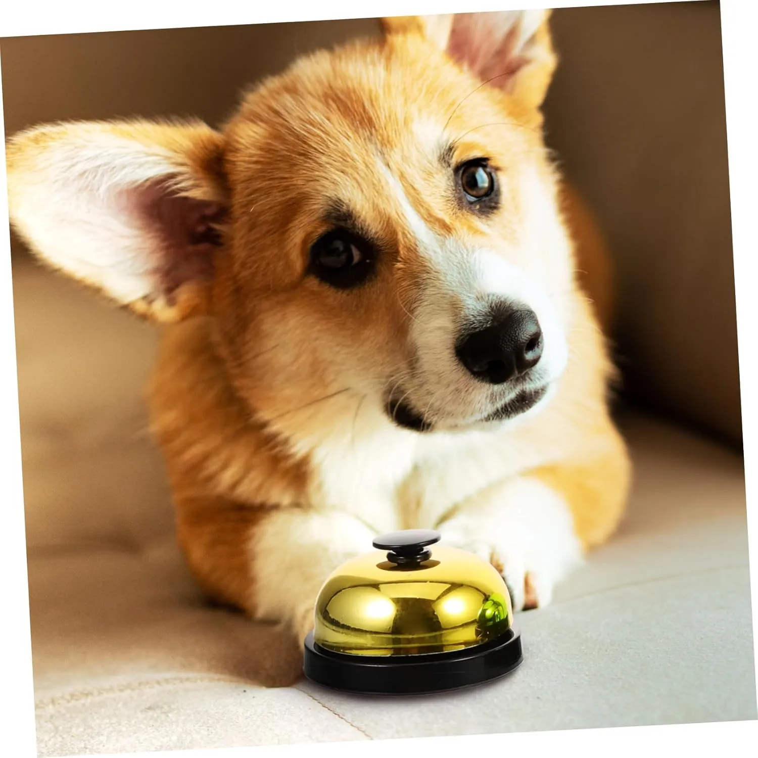 6 Pcs Dog Training Bell Pet Bell for Training Toys The Dog Puppies Training Bell Rabbit Cage Pan Replacement Aquarium Moss Puppy Cat Pottybell Desk Service Bell Trainer Vocalize