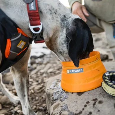 Bivy™ Collapsible Dog Bowl