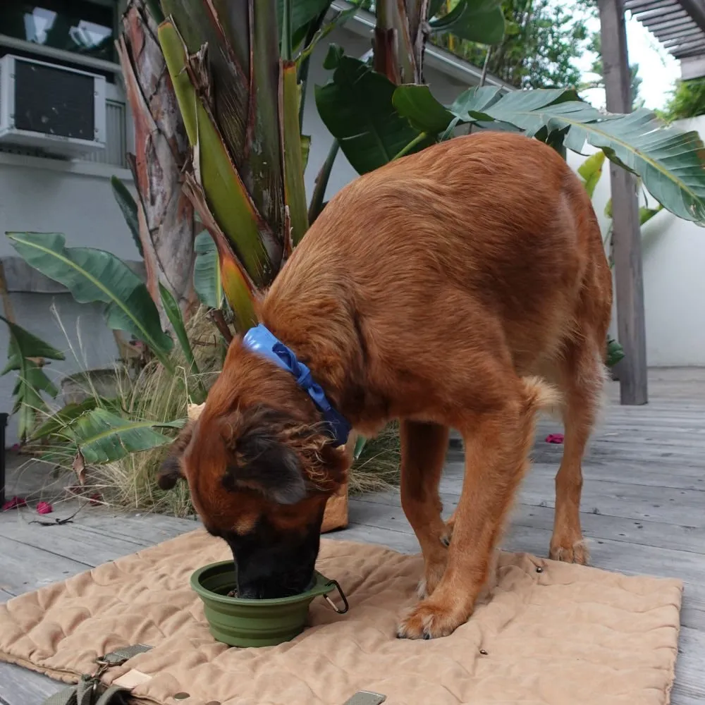 Collapsible Pet Bowl with Clip – Compact, Reusable & Easy to Clean