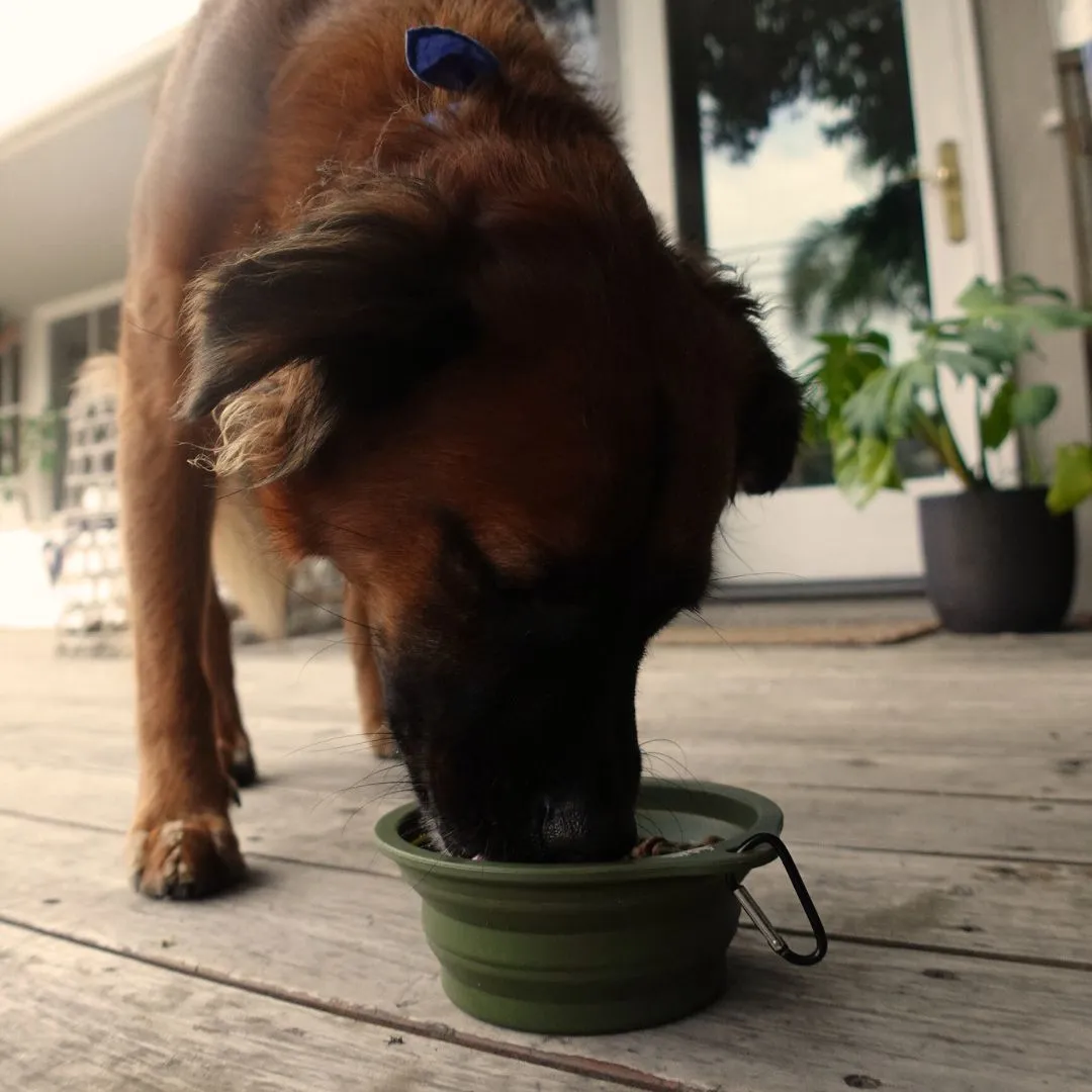 Collapsible Pet Bowl with Clip – Compact, Reusable & Easy to Clean