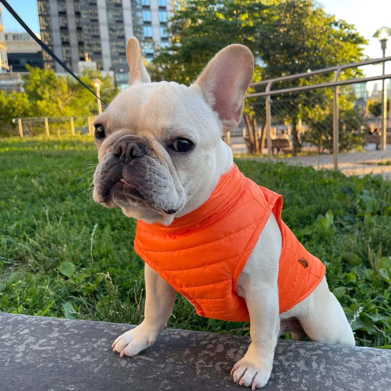 Gooby Puffer Vest Dog Jacket - Orange, X-Large - Ultra Thin Zip Up Wind Breaker with Dual D Ring Leash - Water Resistant Small Dog Sweater Coat - Dog Clothes for Small Dogs Boy or Medium Dogs