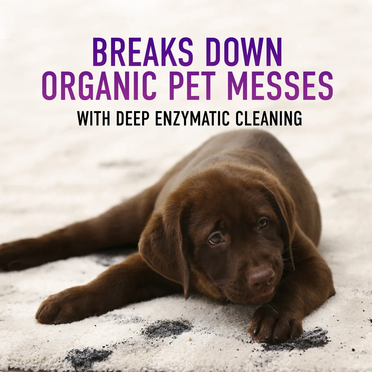 Hoover Pet Stain & Odor with Stain Guard Carpet Cleaner Solution