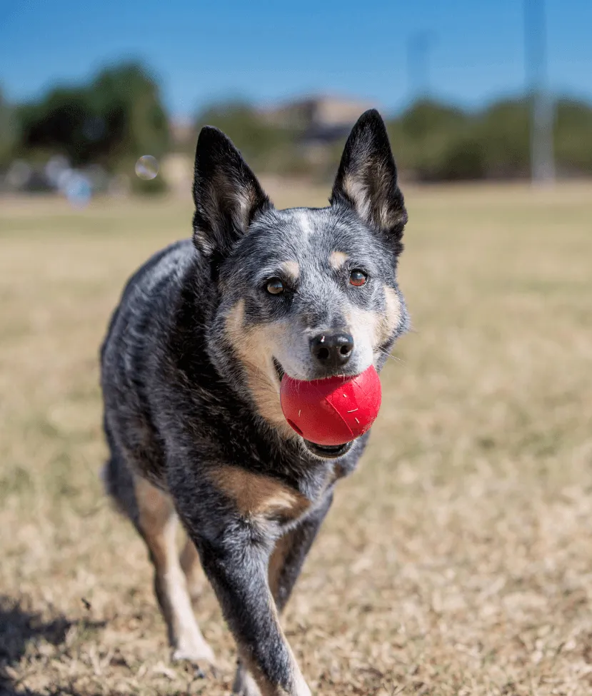 Kong - Ball With Hole