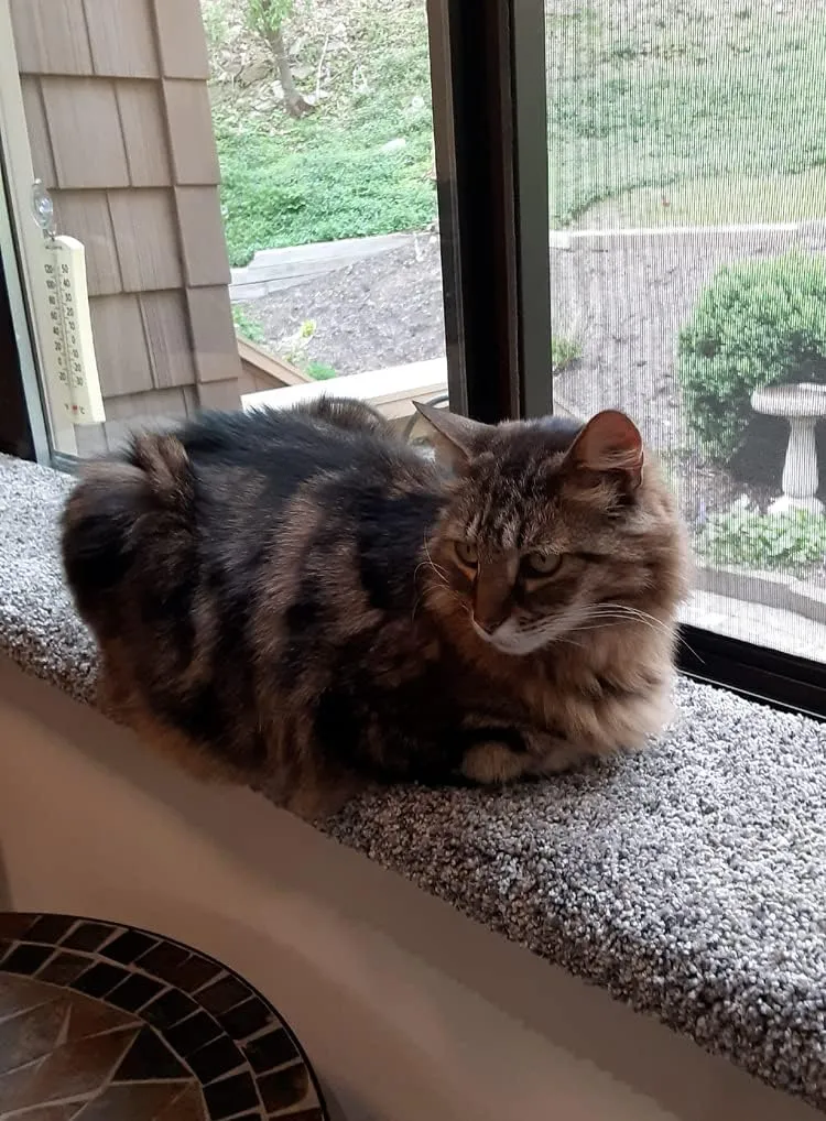 PURRCHED Cat Window Perch, Carpeted Cat Bed, Seat, Made in USA, Sturdy, Safe and Easy to Install